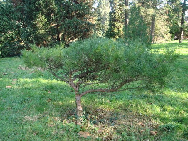 Pinus pinea jeune
